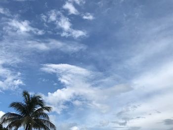 Low angle view of palm trees against blue sky
