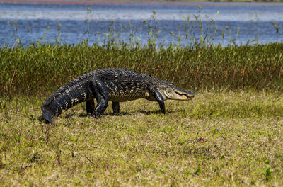 American alligator on field by lake