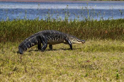 Animal on grassy field