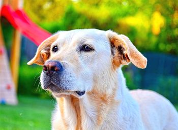 Close-up of golden retriever sitting outdoors