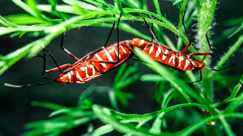 Close-up of insect on plant