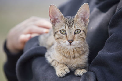 Close-up of cat