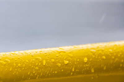 Close-up of yellow flower