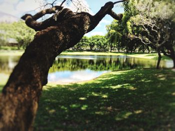 Close-up of tree trunk by lake against sky