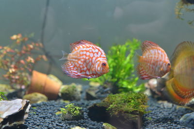 Close-up of fish swimming in sea