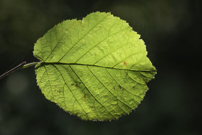 Close-up of leaf