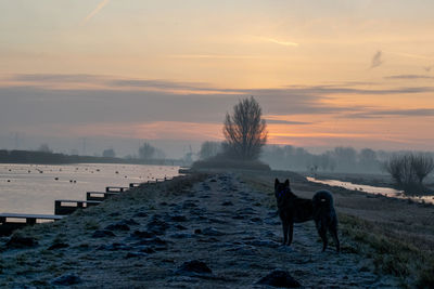 A walk with the dog on a misty morning just before sunrise