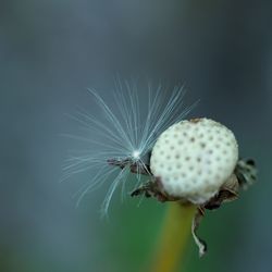 Close-up of dandelion on plant
