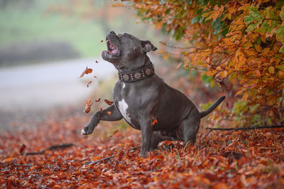 Black dog running on field