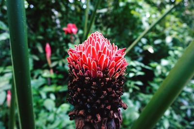Close-up of red flower against blurred background