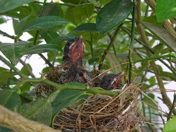 Close-up of bird perching on tree