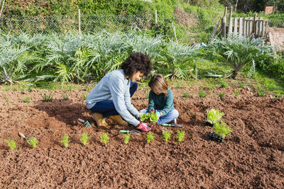 Mother and son planting lettuce seedlings in vegetable garden