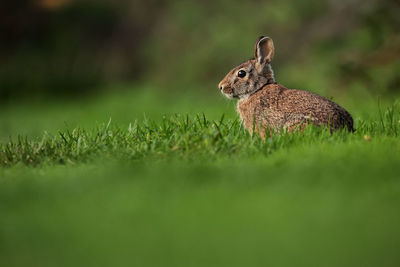 Close-up of rabbit on grassy field