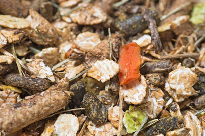 High angle view of shells on ground