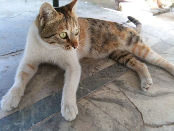 High angle view of cat looking away