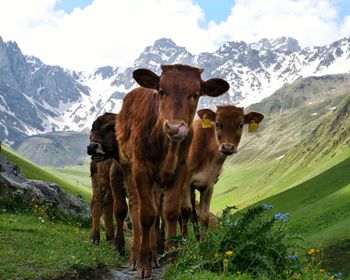 Portrait of cow standing on field against mountains