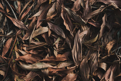 Full frame shot of dried autumn leaves on field