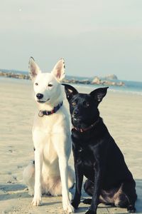 Dog on beach against sky