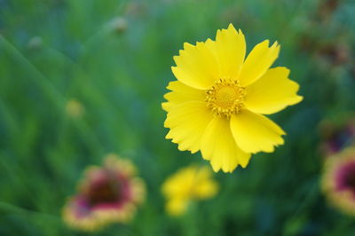 Close-up of yellow flowering plant