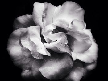 Close-up of rose over black background