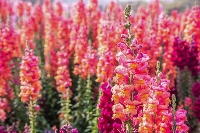 Close-up of pink flowering plants