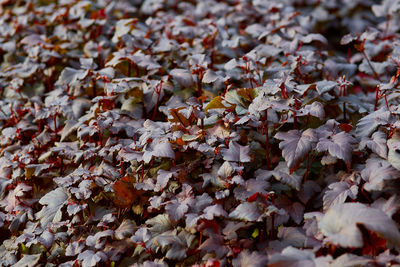Full frame shot of maple leaves on plant