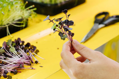 Microgreens growing background with raw sprouts in female hands. home garden or indoor vertical farm