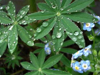 Close-up of water drops on spider web on plant