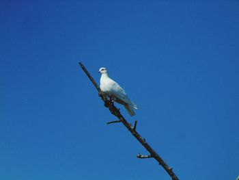 Low angle view of bird perching against clear blue sky