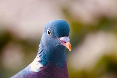 Close-up of pigeon