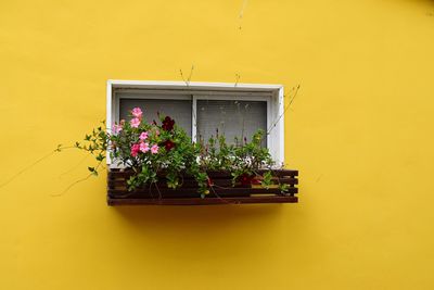 Potted plant on yellow window