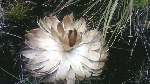 Close-up of white flowers