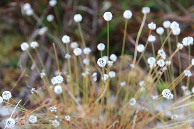 Close-up of flowers