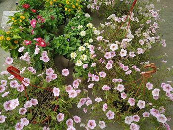 High angle view of flowering plants on field