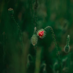 Close-up of wilted plant