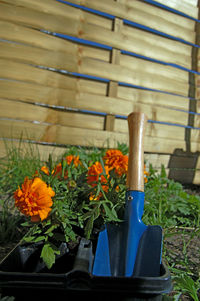 Close-up of potted plant