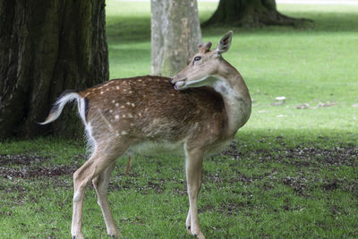 Deer standing in a field