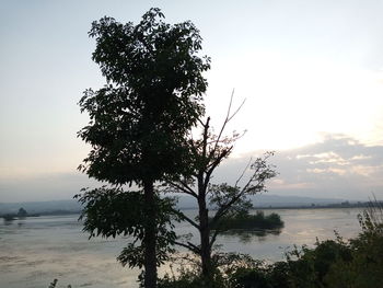 Tree by sea against sky during sunset