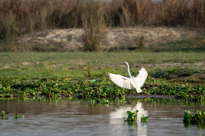 White bird flying over lake