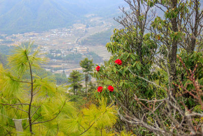 Red flowers growing on mountain against sky