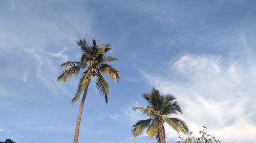 Low angle view of coconut palm tree against sky