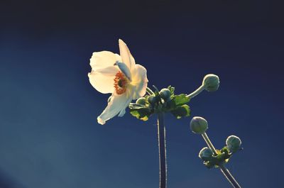 Low angle view of flowering plant against blue sky