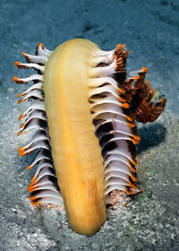 A large feather sea pen  too heavy to hold it's self upright.  a rare creature.  philippines.