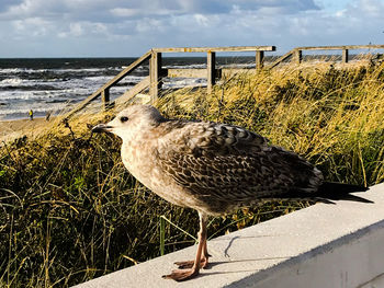 Close-up of seagull on railing by sea