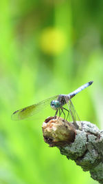 Close-up of dragonfly on stick 