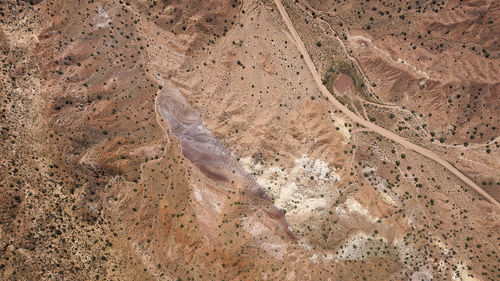 High angle view of fish