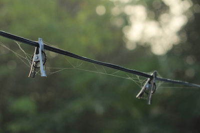 Group of rusted old stainless steel cloth clips with spiderweb hang on the rope without clothes