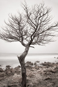 Dead tree on beach against sky