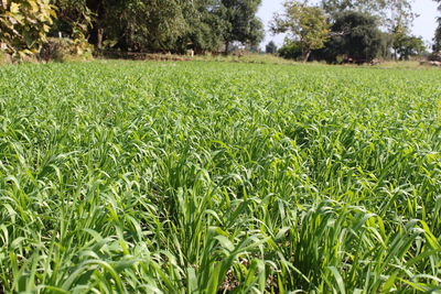 Crops growing on field