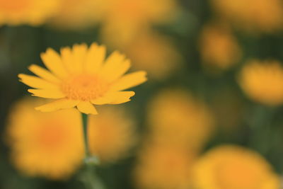 Close-up of yellow flower blooming outdoors